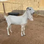 عنز