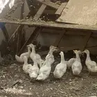 بط للبيع