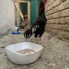 دجاج باكستاني سندي وميوالي شامو ياباني