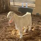 تيس عارضي