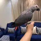 ببغاء كاسكو تم البيع