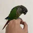 كنيور يلو سايد