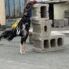 ديك باكستاني