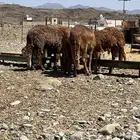 سواكن حمري ذبايح مناسبات مرابي 3 شهور و نص