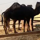 حيل رباع واثنتين سديس