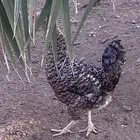 دجاج تركي وديك فرنسي كولمبي