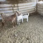 تيوس للبيع على السوم