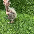 فرخ كروان هولندي وايت فيس