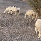 ضان
