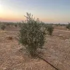 اشجار زيتون مثمرة وشتلات صغيرة