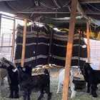 5 تيوس 6 اشهر