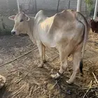 بقره بلدي منتوج