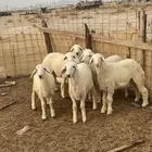 بهم للبيع