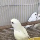 3 فروخ روز عيون حمر بعمر الشهر توي ساحبها من تحت الازواج