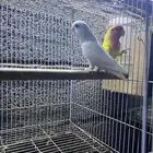 جوز روز