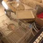 قفص عصافير اقفاص عصفور