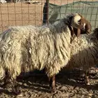 خروف