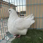 ذكر فرش مستوى طيب ماشاءالله ابيض صك