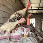دجاج رومي