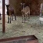 تيس هجين