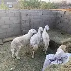 ضان مضاريع