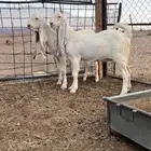 للبيع جفار مطورات خصم