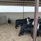 معزا مضاريع للبيع