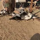 بط بلدي