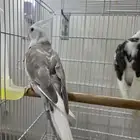 زوج كروان اسبلت رسسيف