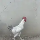 ديك فيومي