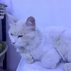 قطه
