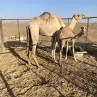 خل فه عمانيه للبيع