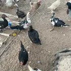 بط وأرانب