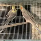 طيور كروان زوجين