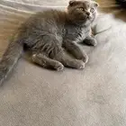 قط سكوتش فولد عمر شهر ونص