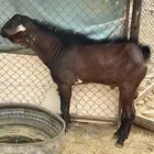 تيس ثني