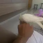كوكتيل اليف جدا وهدد