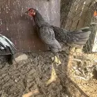 للبيع دجاج باكستاني ثلاث دجاج واحد ديك