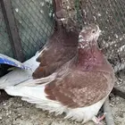 للبيع جوز فرش منتج مع والده