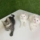كيتن شيرازي