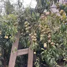 فركس بلدي من المزرعه