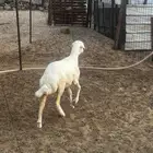 الشميسي طريق الخواجات