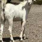 تيوس جذعات مخاصي