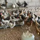 دجاج بلدي العمر شهرين ونصف العدد 150 جوز تقريبا