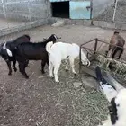 5 تيوس نضاف وسمان