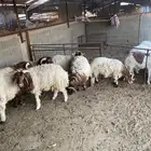 طليان ذبايح طيبه السواكني مرابي 6 الشهور غرب الرياض سوق الجر