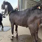 تيس طيب علا السوم جذع