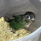 تم البيع