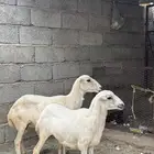 نعجه منتوج ومضربه