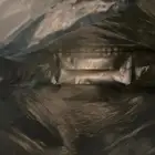 قطط